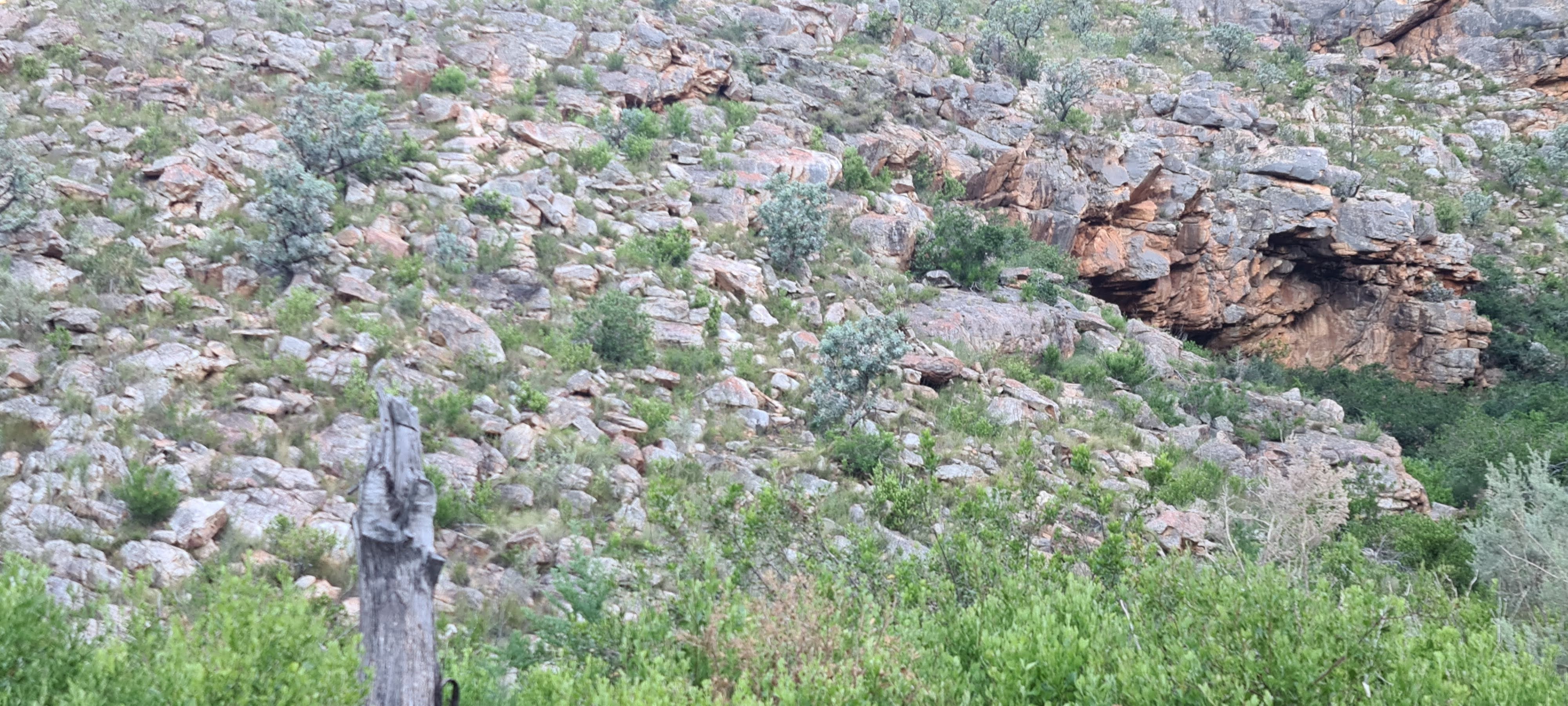 Cliffs and fynbos