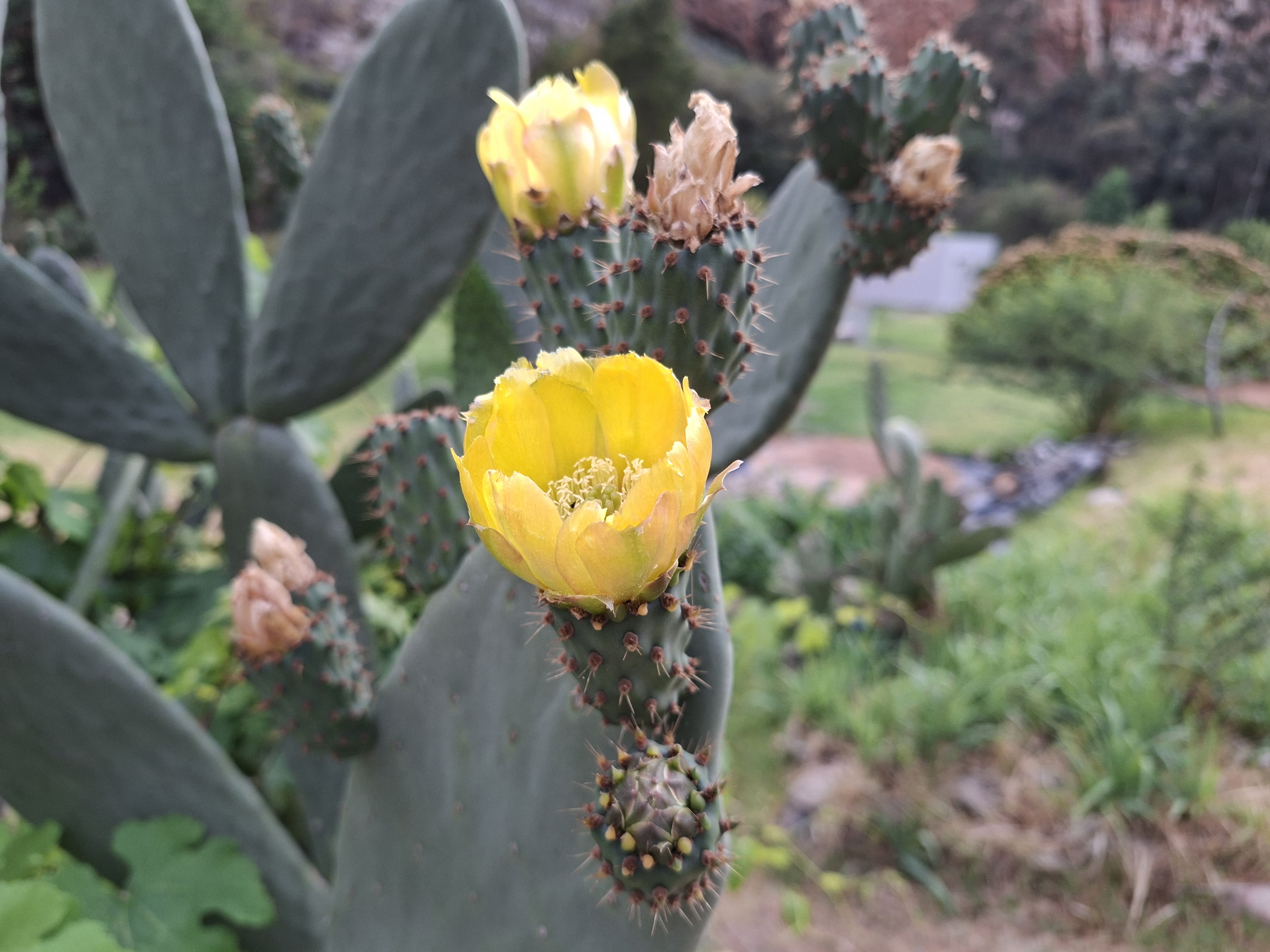 Prickly pear in bloom